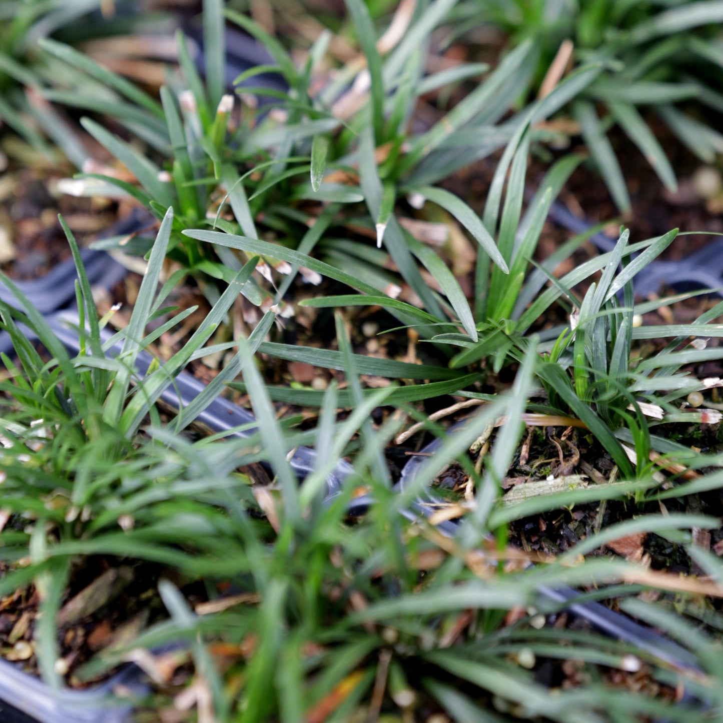 Ophiopogon japonicus - Dwarf Mondo Grass