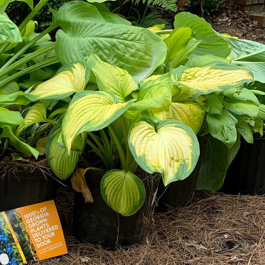 Hosta - Stained Glass Hosta