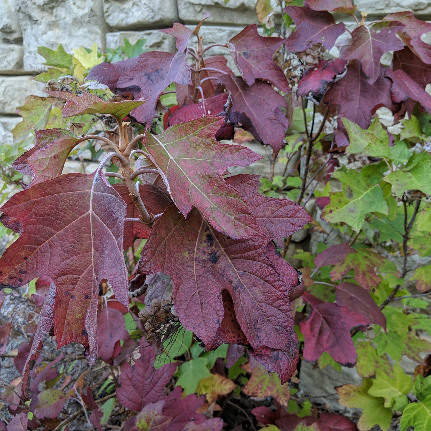 Hydrangea quercifolia - Alice Oakleaf Hydrangea
