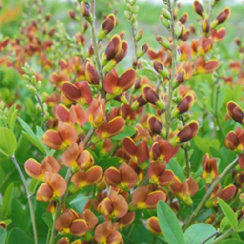 Baptisia - Decadence® Cherries Jubilee Baptisia