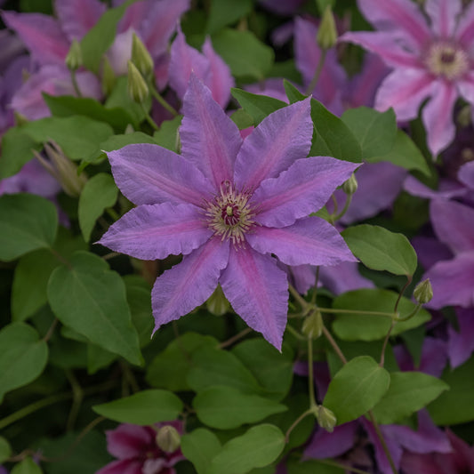 Clematis - Tumaini™ Clematis