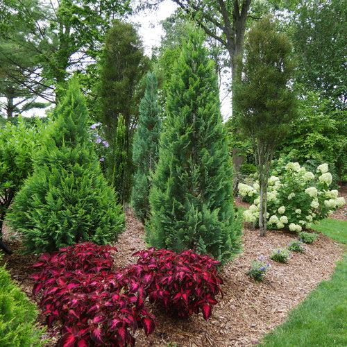 Chamaecyparis lawsoniana ‘SMNCLGTB’ - Pinpoint® Blue & Gold False Cypress