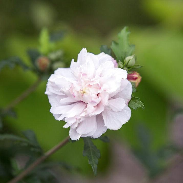 Hibiscus syriacus - First Editions® French Cabaret™ Blush Hibiscus