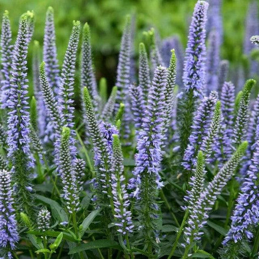 Veronica - PW® Magic Show® Ever After Veronica
