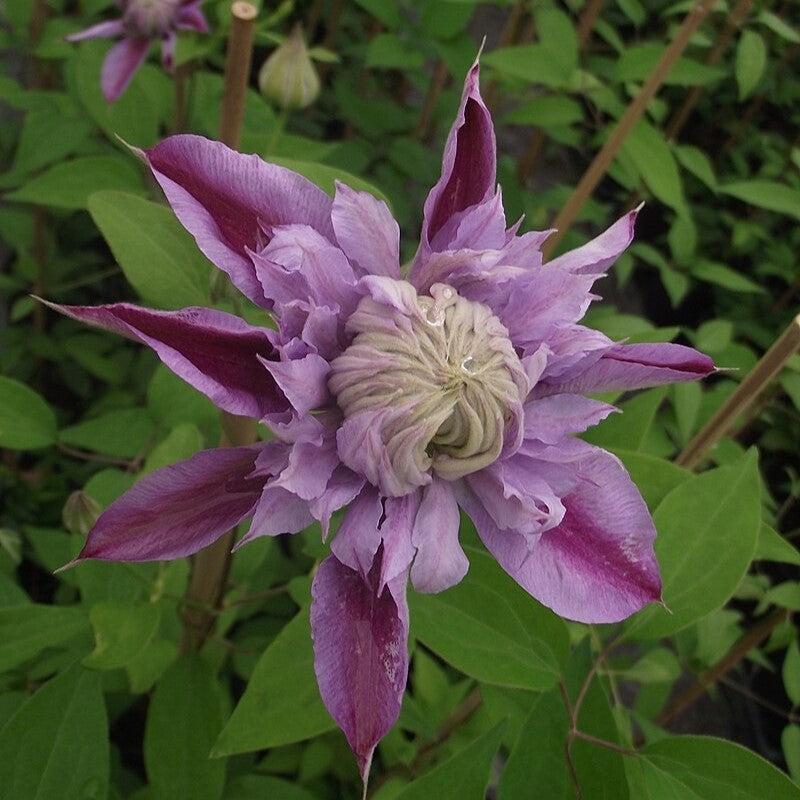 Clematis - Josephine™ Clematis