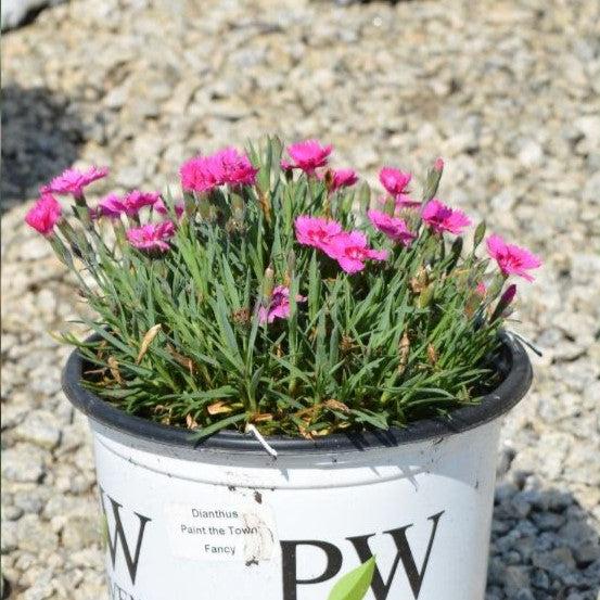 Dianthus - Paint the Town Fancy Dianthus