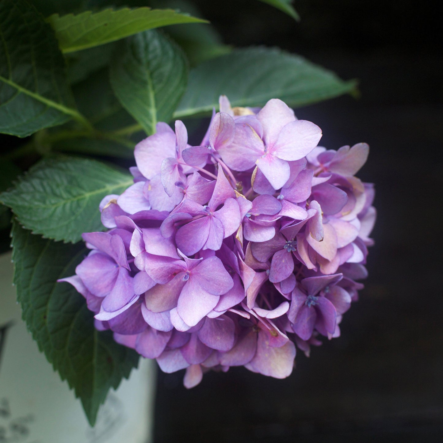 Hydrangea x - Let's Dance® ¡Arriba!® Hydrangea
