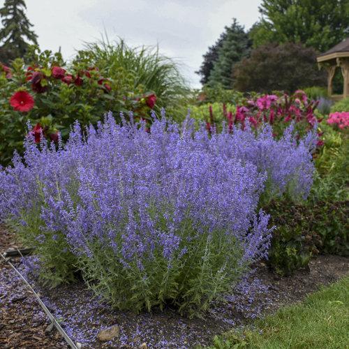 Perovskia atriplicifolia ‘Denim ‘N Lace’ - Denim 'N Lace Russian Sage