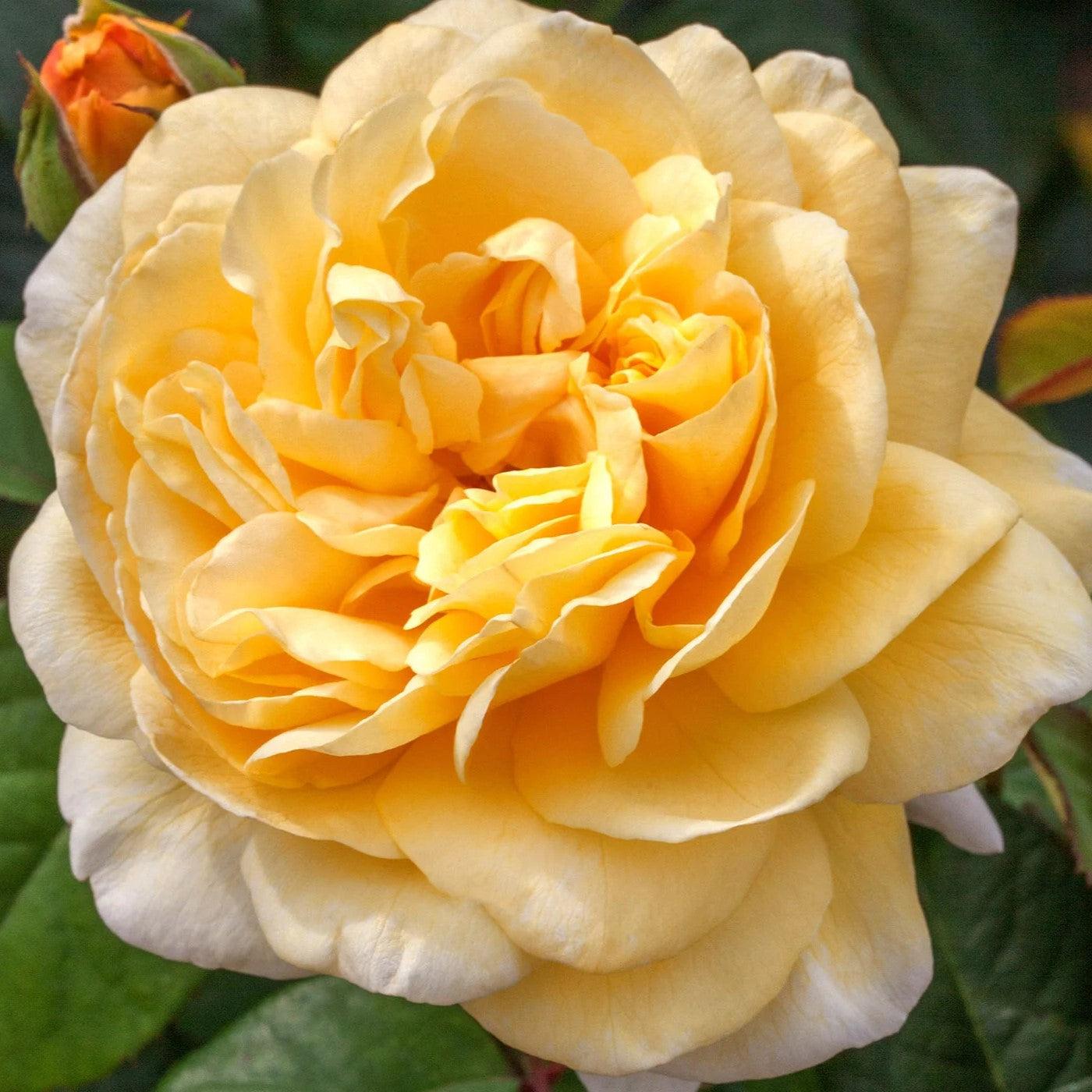 Rosa - Moonlight Romantica® Rose
