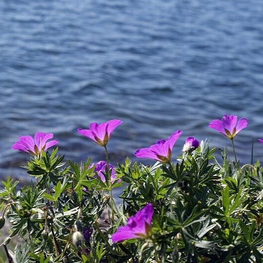 Geranium sanguineum - New Hampshire Purple Geranium