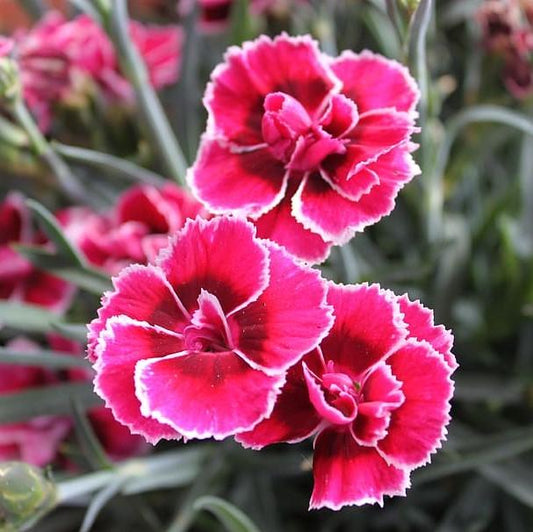 Dianthus x - EverLast™ Burgundy Blush Dianthus
