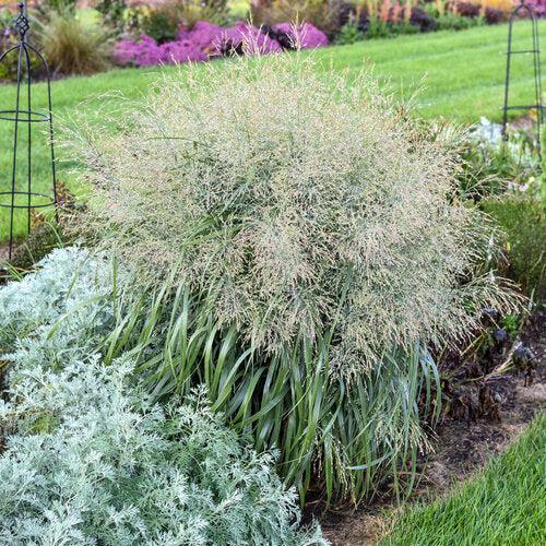 Panicum virgatum - Prairie Winds® Niagara Falls Switch Grass