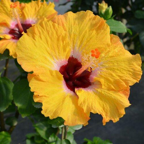 Hibiscus rosa-sinensis - Hollywood™ Golden Globe™ Tropical Hibiscus