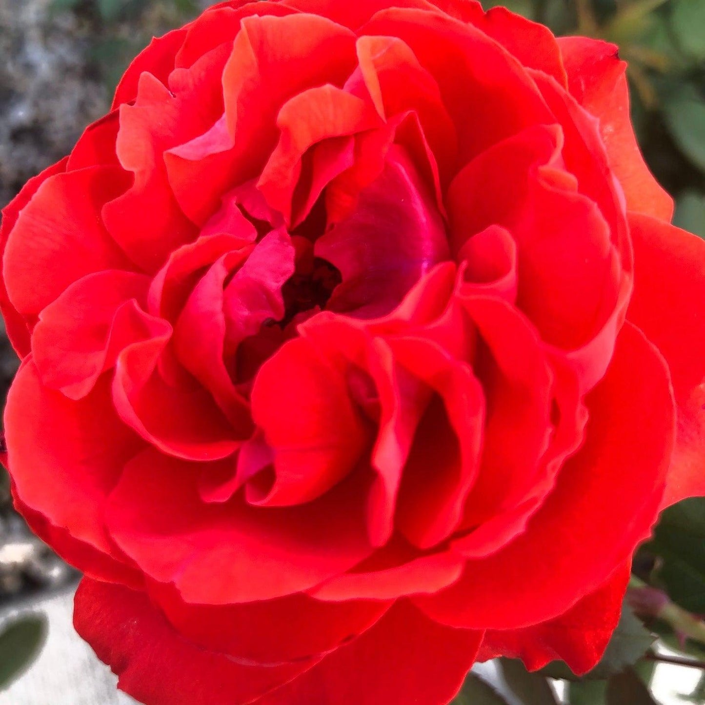 Rosa - True Bloom™ True Passion™ Rose