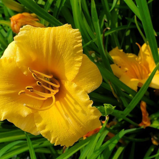 Hemerocallis - Apricot Sparkles Daylily