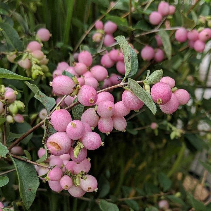Symphoricarpos x doorenbosii - First Editions® Candy™ Coralberry