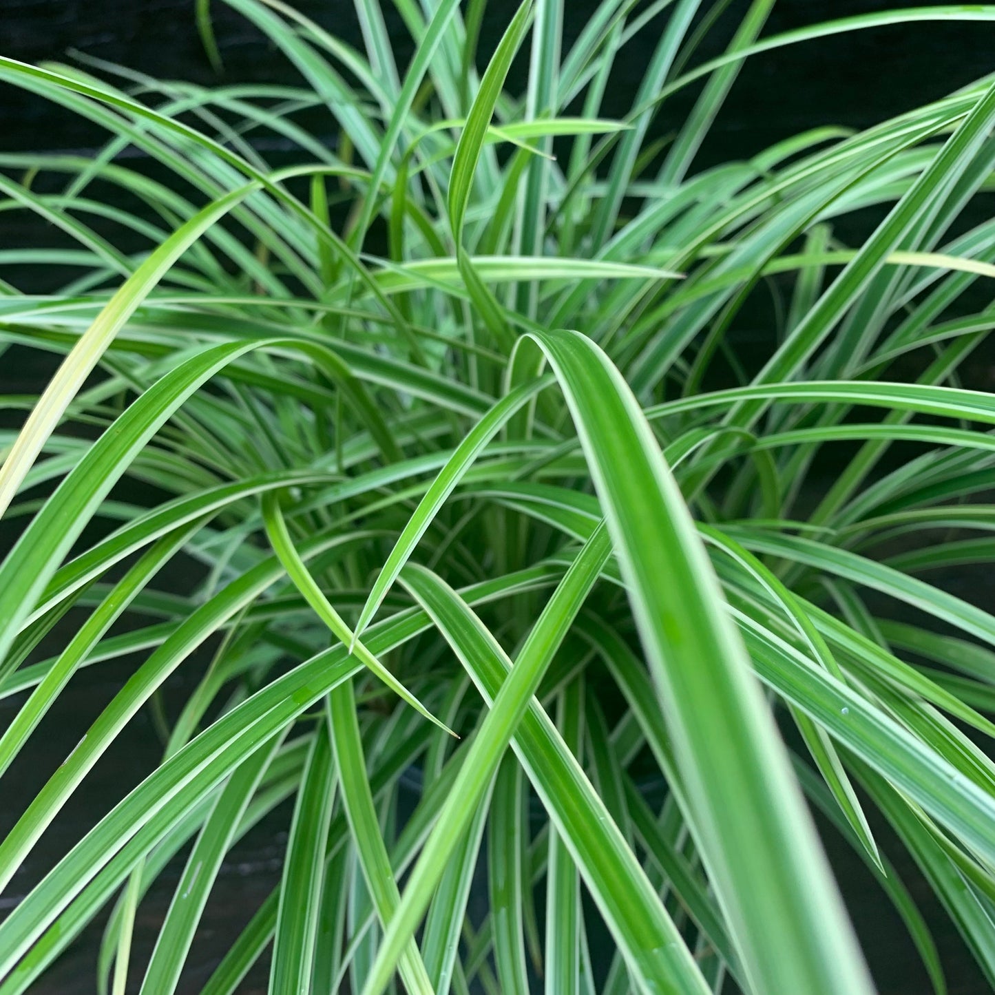 Carex morrowii - Ice Dance Sedge