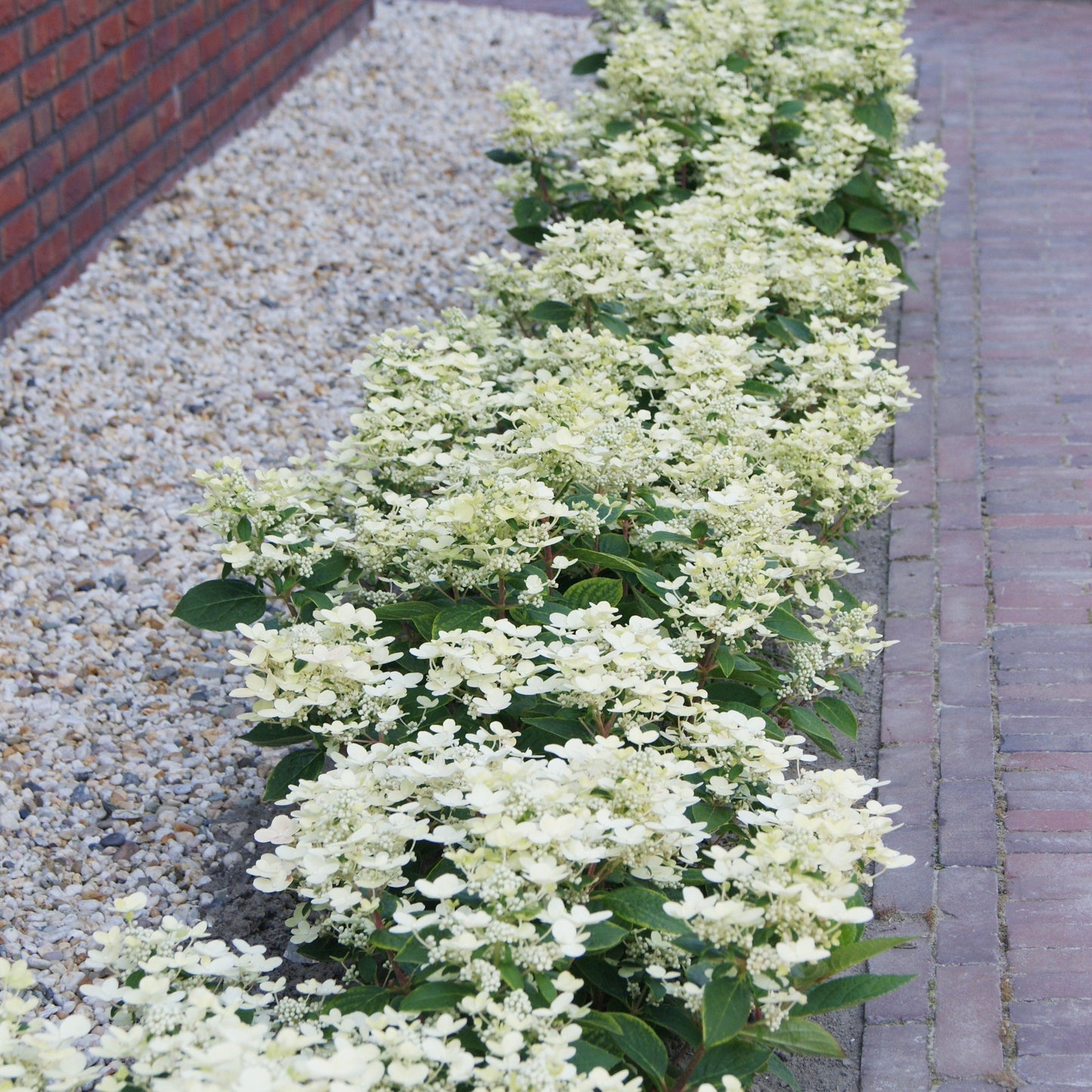 Hydrangea paniculata - Early Evolution Hydrangea