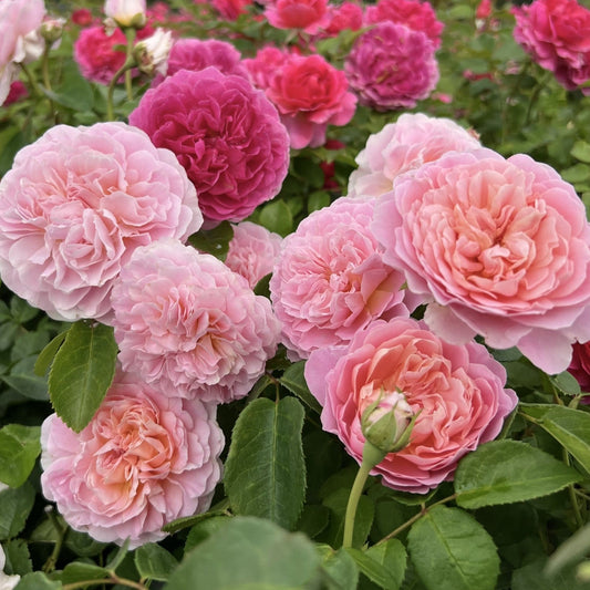 Rosa - Eustacia Vye Rose