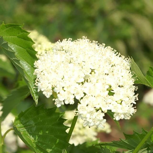 Viburnum dentatum 'Christom' - Blue Muffin® Arrowwood Viburnum