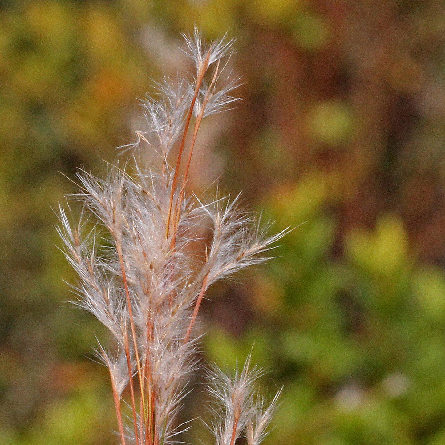 Andropogon virginicus - Broomsedge, Yellow Bluestem