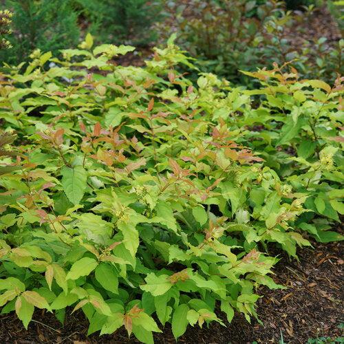 Diervilla x - Kodiak® Fresh™ Honeysuckle