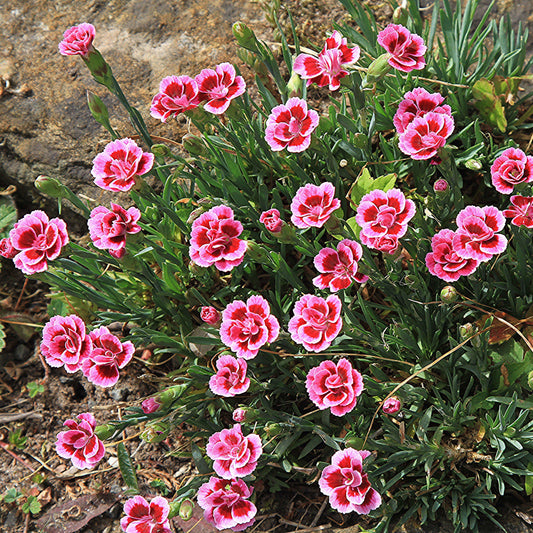Dianthus plumaris - Delilah™ Bicolor Purple Dianthus