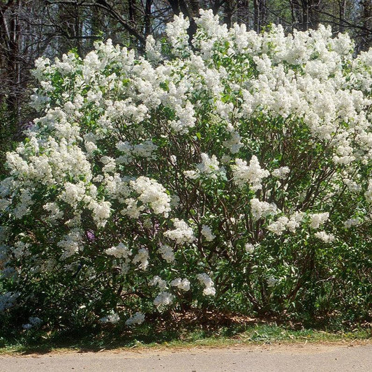 Syringa x oblata - Betsy Ross Lilac