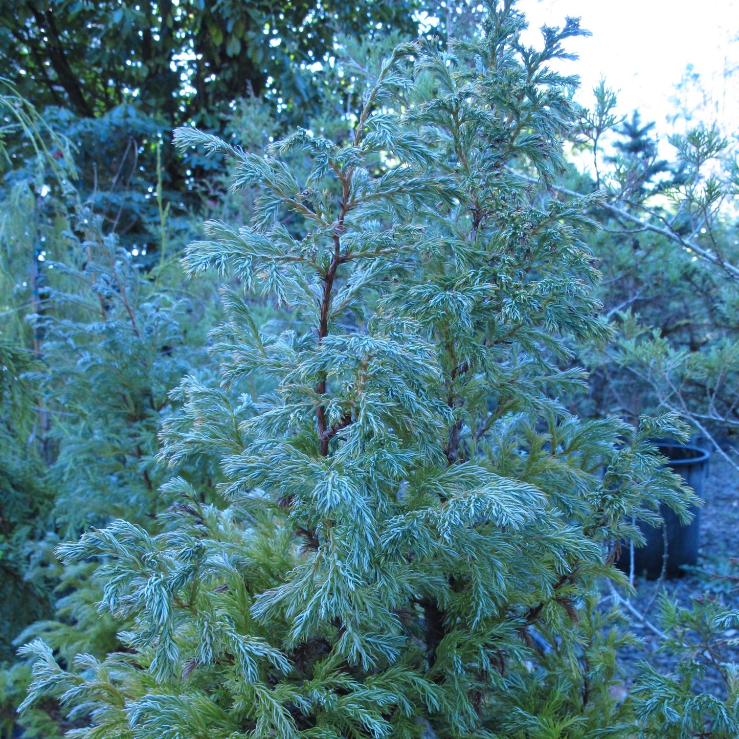Chamaecyparis pisifera - True Blue Falsecypress
