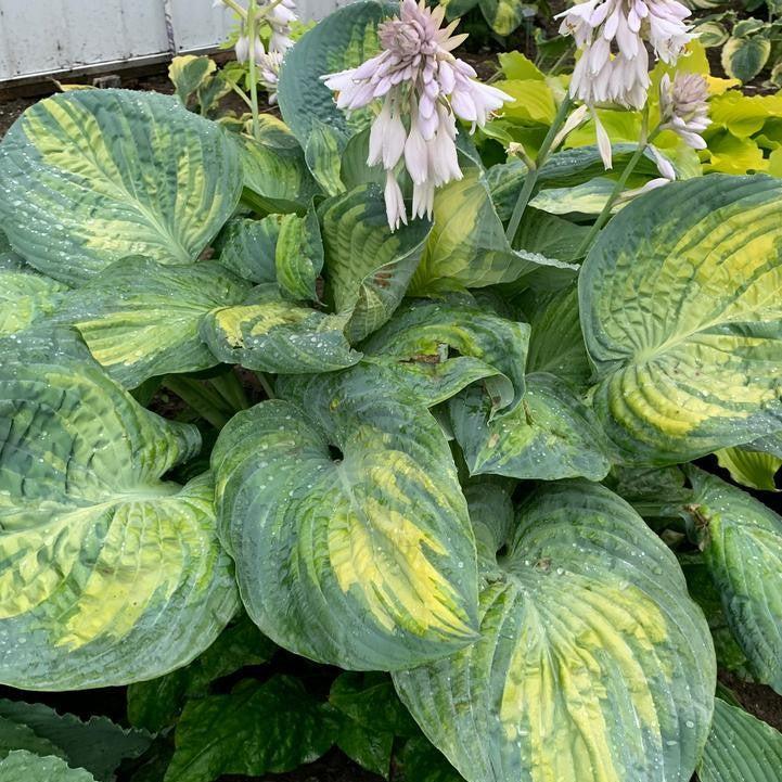 Hosta - PW® Shadowland® Sound of Music Hosta