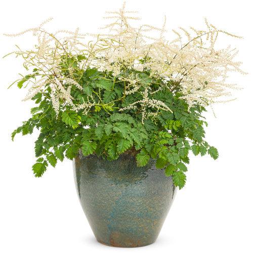 Aruncus - Chantilly Lace Goat's Beard