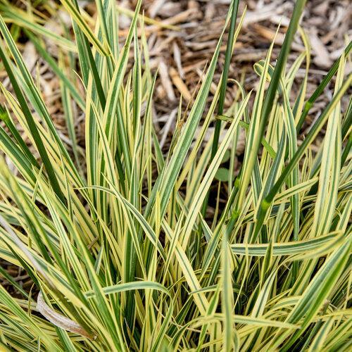Festuca arundinacea - Perfect Edging Tall Fescue