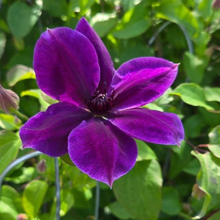 Clematis - Boulevard® Ravel™ Clematis