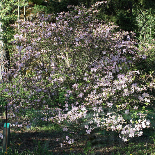 Azalea schlippenbachii - Royal Azalea