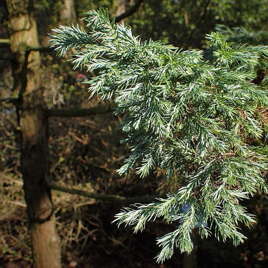 Chamaecyparis pisifera - Boulevard Cypress