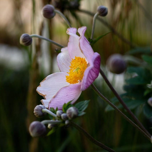 Anemone hupensis - September Charm Anemone