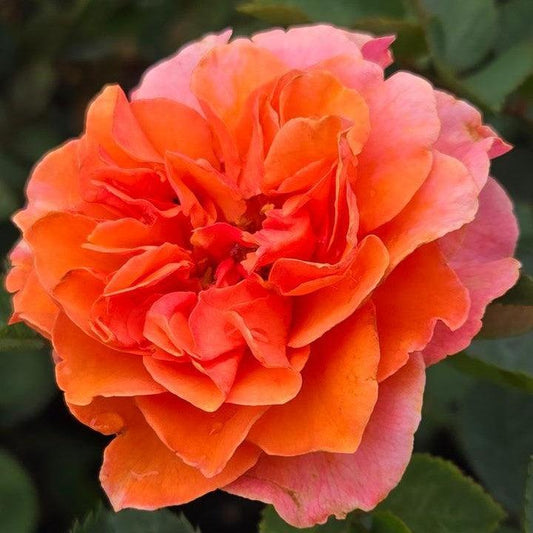 Rosa x - Showpiece™ Orange Rose