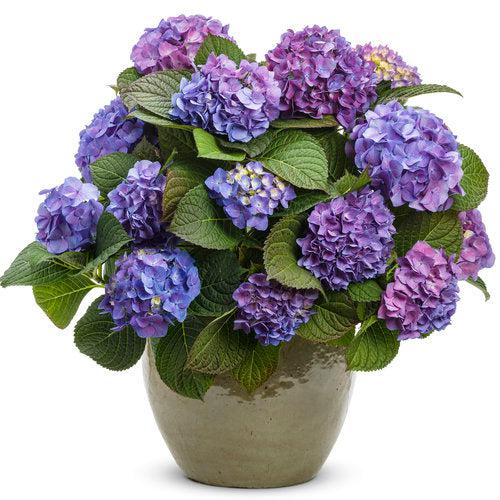 Hydrangea macrophylla - Let's Dance® Blue Jangles® Hydrangea