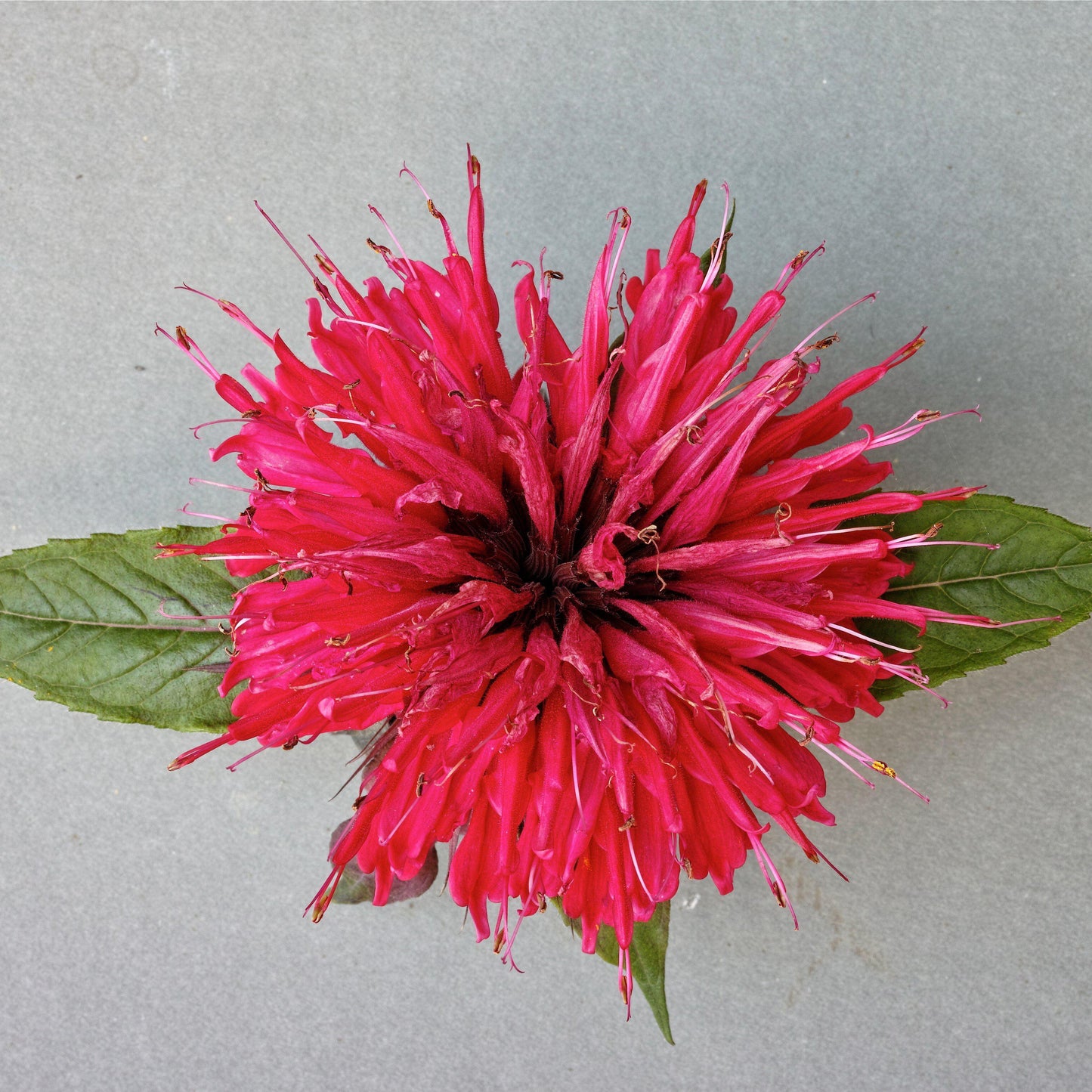 Monarda - Sugar Buzz® 'Cherry Pops' Bee Balm