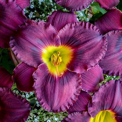 Hemerocallis - Rainbow Rhythm® Nosferatu Daylily