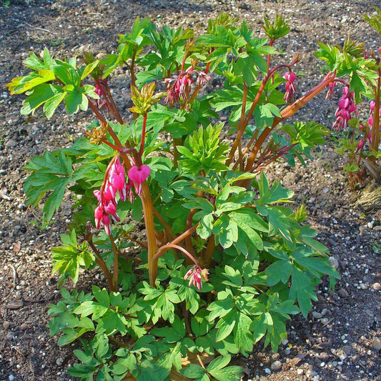 Dicentra spectabilis - Asian Bleeding Heart