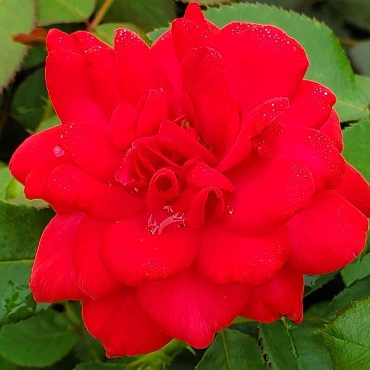 Rosa - Easy Elegance® Super Hero Rose