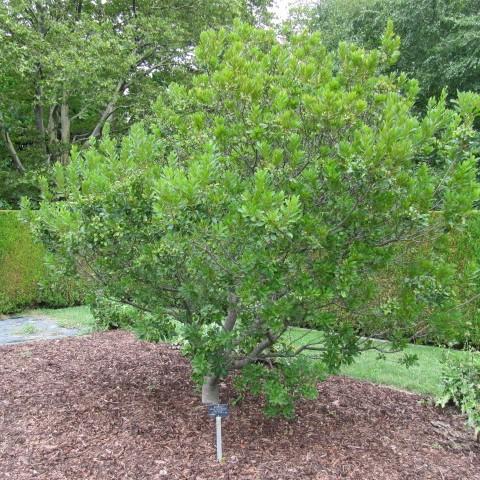Myrica pensylvanica - Northern Bayberry