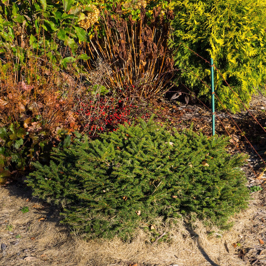 Picea abies 'Nidiformis' - Bird's Nest Spruce