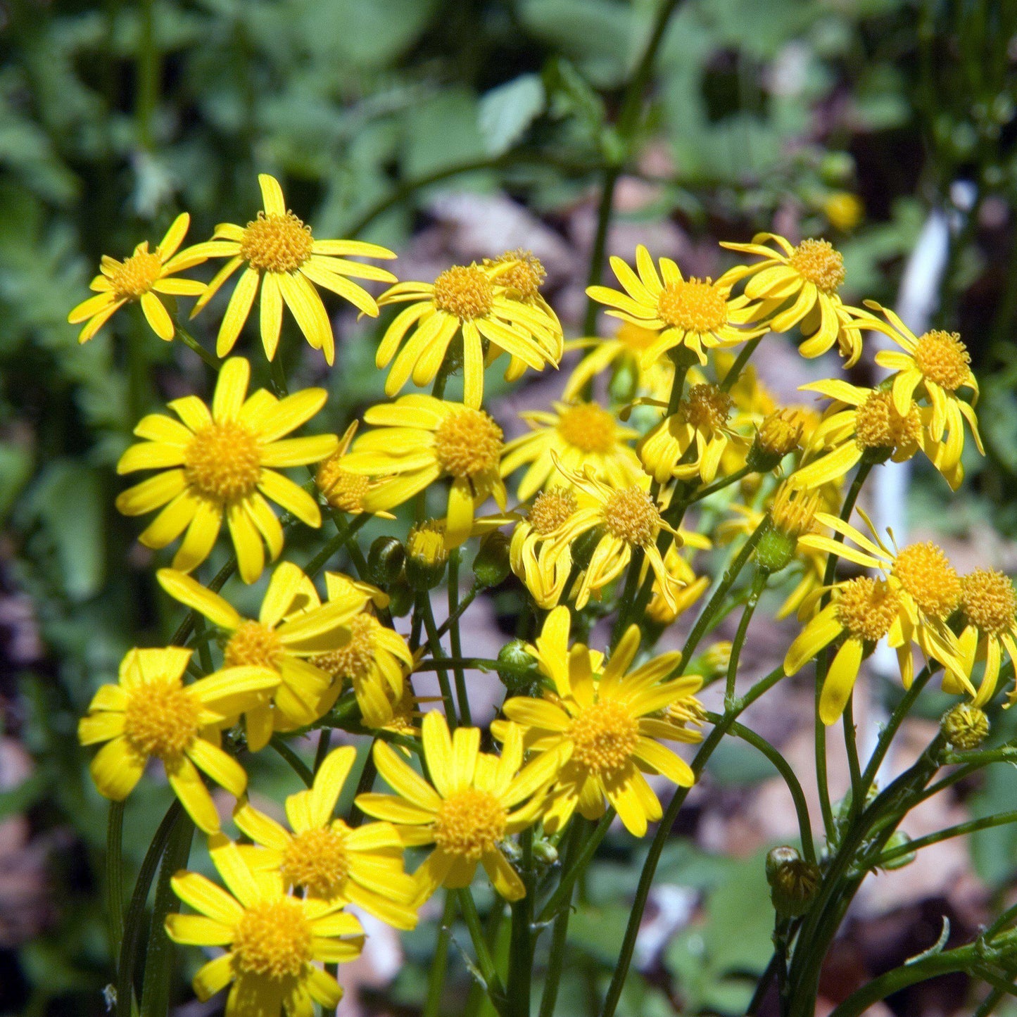 Packera aurea - Golden Ragwort