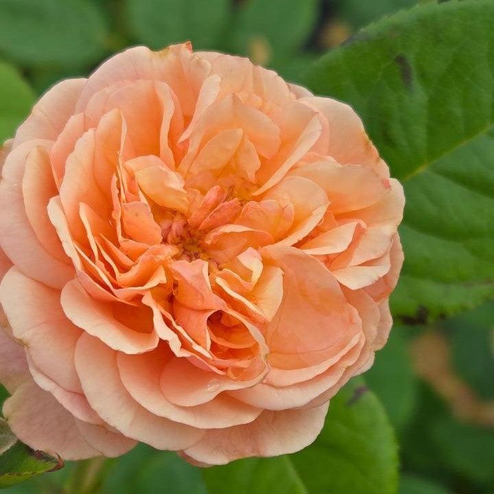 Rosa x - PW® Flavorette® Honey-Apricot Rose