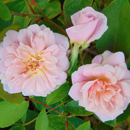 Rosa ‘Cecile Brunner’ - Cecile Brunner™ Climbing Rose