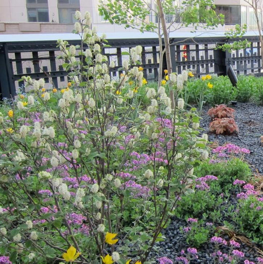 Fothergilla gardenii - Dwarf Fothergilla