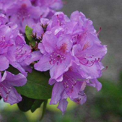 Rhododendron catawbiense - Boursault Catawba Rhododendron