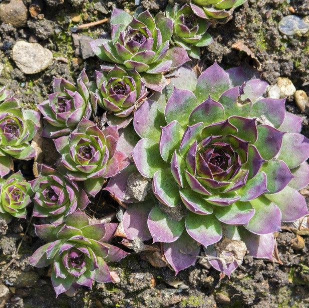 Sempervivum - Black Echeveria, Hens and Chicks